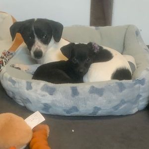 Meet your Posher, Dylan